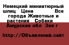 Немецкий миниатюрный шпиц › Цена ­ 60 000 - Все города Животные и растения » Собаки   . Амурская обл.,Зея г.